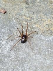 Steatoda