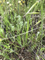 Micropus californicus