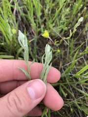 Micropus californicus