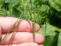 Carex aquatilis substricta