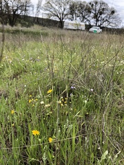 Micropus californicus