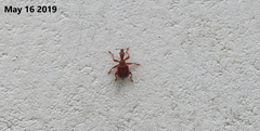 Apoderinae