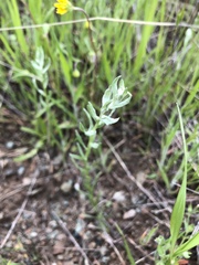 Micropus californicus