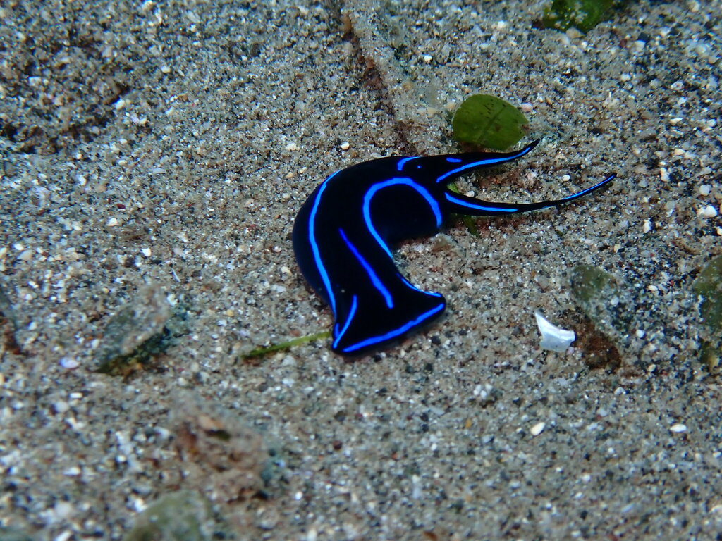 Blue Velvet Headshield Slug from Buleleng, ID-BA, ID on April 19, 2024 ...