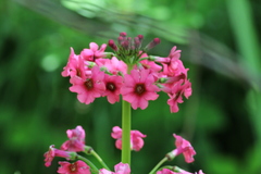 Primula japonica