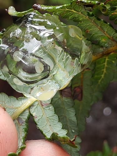 Succinea cepulla