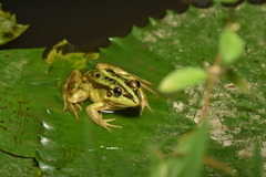 Fukien Gold-Striped Pond Frog photo 3