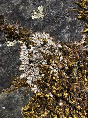 Punctelia stictica