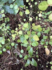 Small-leaved Teucridium (Teucridium parvifolium)