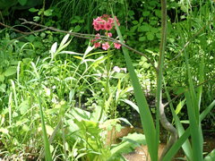 Primula japonica