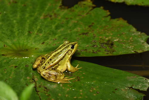 Green Pond Frog, Pelophylax fukienensis