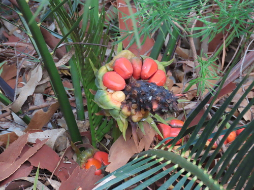 Image of Macrozamia communis by (c) ian_mcallan, some rights reserved (CC BY)