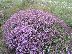 Thymus praecox