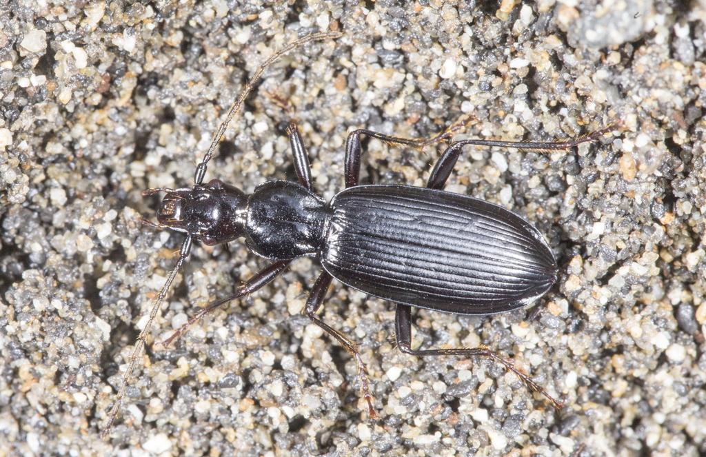 Deltomerus komarovi