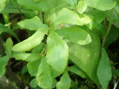 Myricaceae