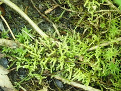 Brachythecium rivulare