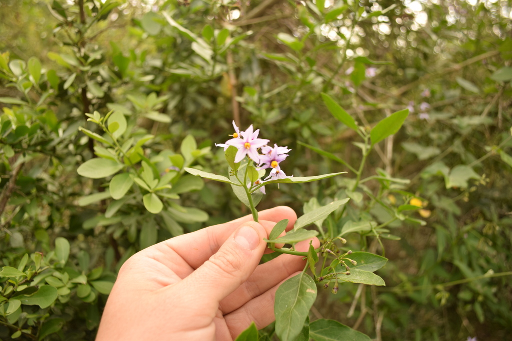 drunken berry from Garden Route District Municipality, South Africa on ...