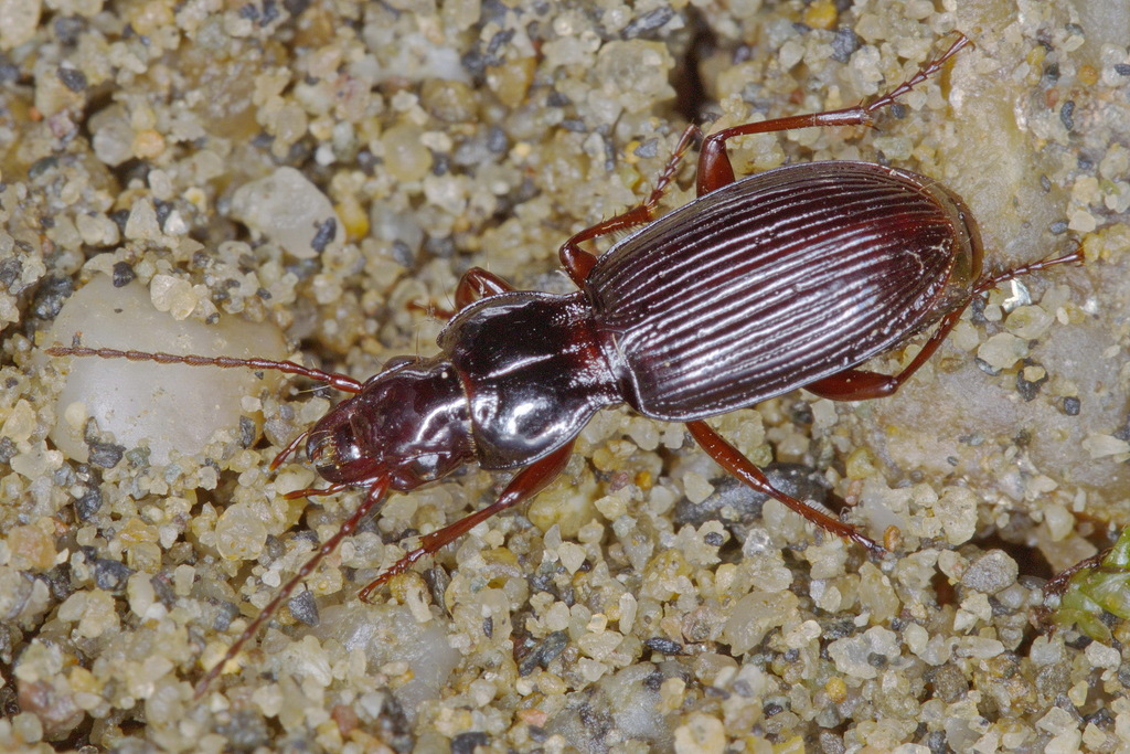 Deltomerus