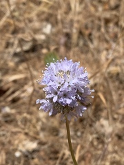 Gilia capitata