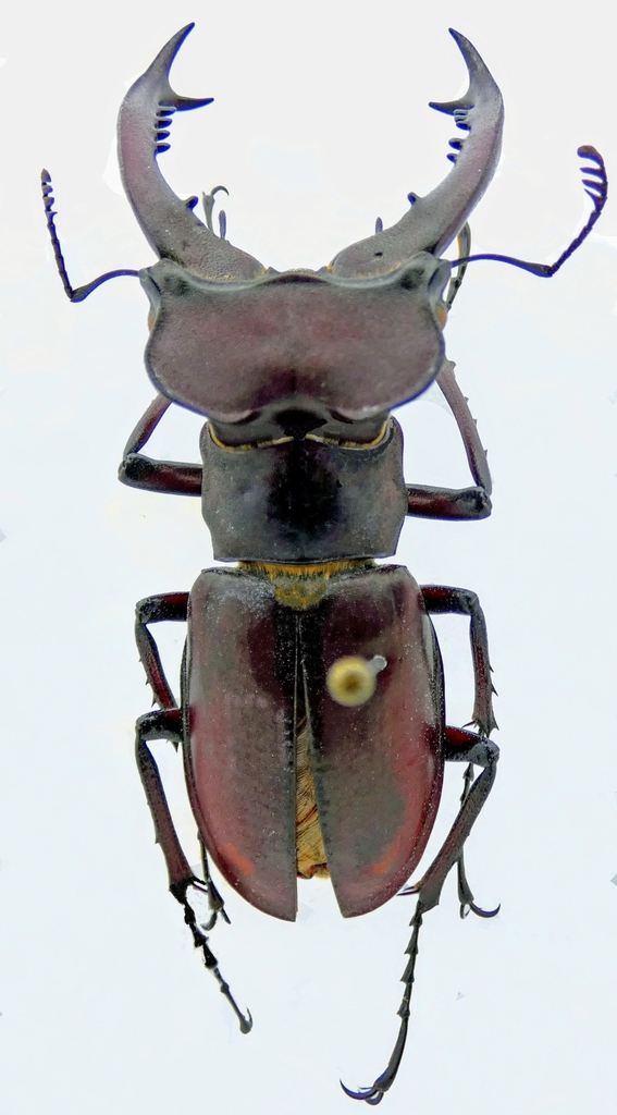 Lucanus fujianensis