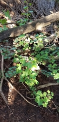 Ribes aureum