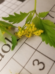 Thaspium trifoliatum