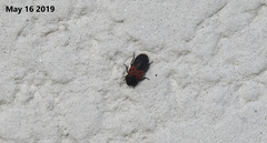 Dermestes vorax