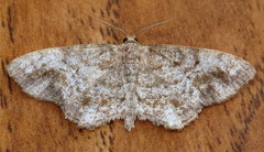 Hypagyrtis piniata