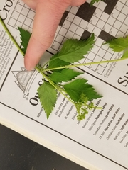 Thaspium trifoliatum