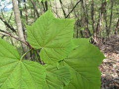 Acer nipponicum