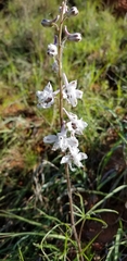 Delphinium carolinianum virescens