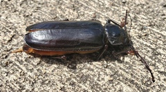 Archodontes melanopus