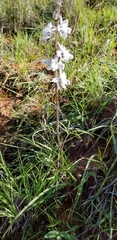 Delphinium carolinianum virescens