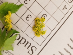 Thaspium trifoliatum