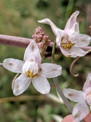 Delphinium gypsophilum