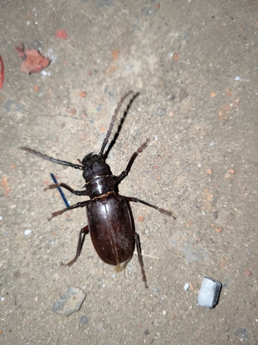 Dorysthenes fossatus