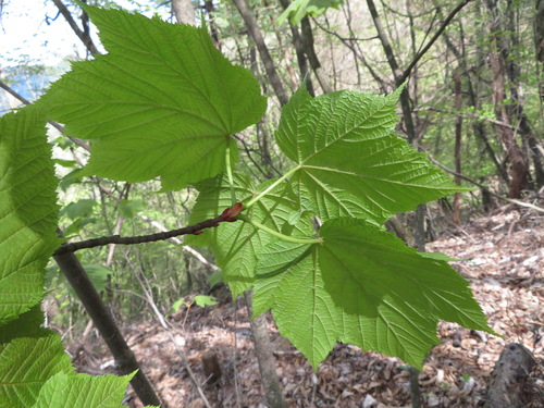 Acer nipponicum, photograph 3