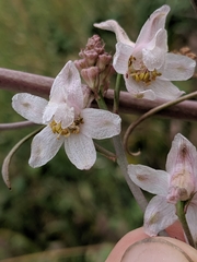 Delphinium gypsophilum