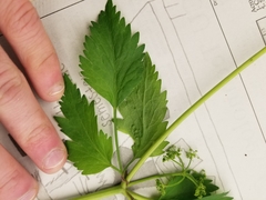Thaspium trifoliatum