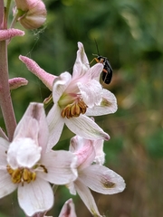 Delphinium gypsophilum