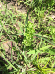 Triodanis perfoliata