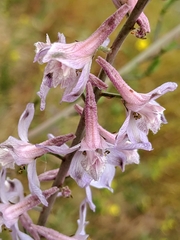 Delphinium gypsophilum