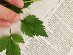 Thaspium trifoliatum