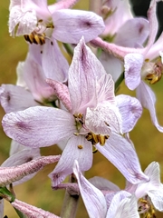 Delphinium gypsophilum
