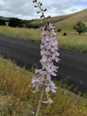 Delphinium gypsophilum