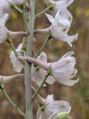Delphinium gypsophilum
