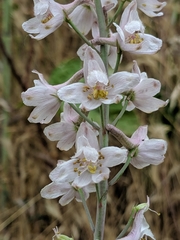 Delphinium gypsophilum
