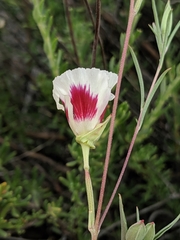 Clarkia speciosa