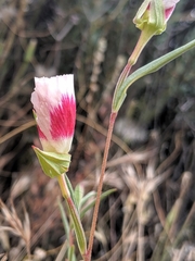 Clarkia speciosa