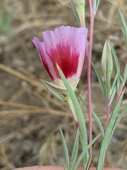 Clarkia speciosa